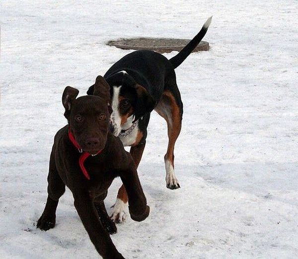 Running Dogs (36 pics)