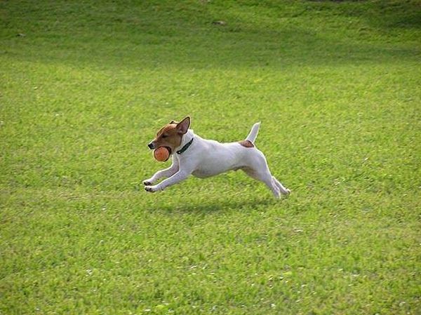 Running Dogs (36 pics)