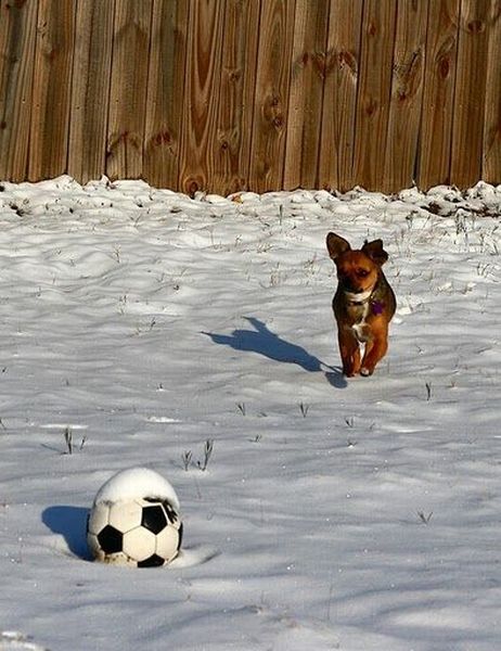 Running Dogs (36 pics)