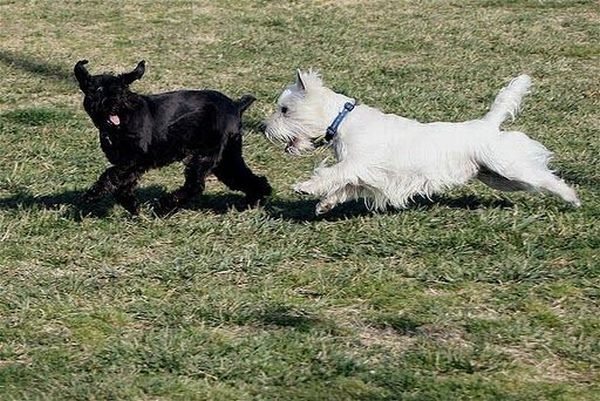 Running Dogs (36 pics)