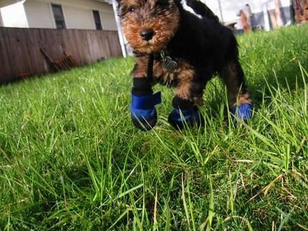 Running Dogs (36 pics)