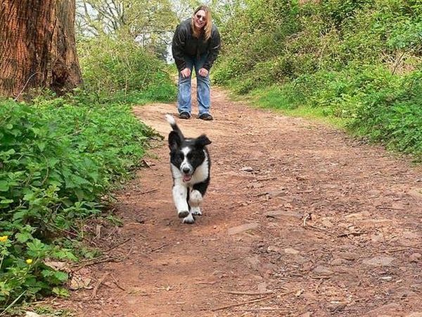 Running Dogs (36 pics)