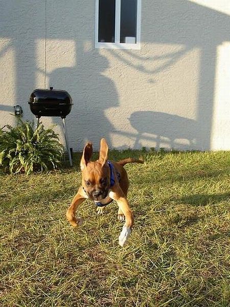 Running Dogs (36 pics)