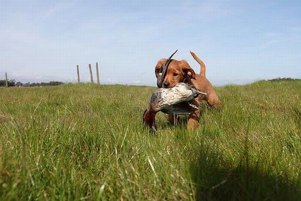 Running Dogs (36 pics)