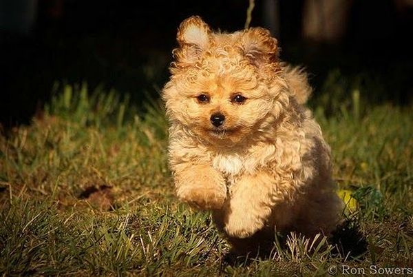 Running Dogs (36 pics)