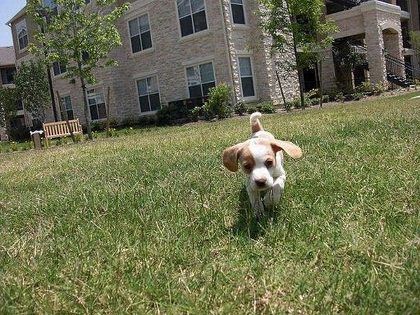 Running Dogs (36 pics)