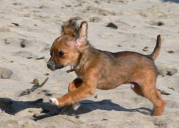 Running Dogs (36 pics)