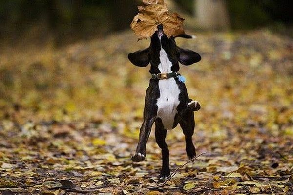 Running Dogs (36 pics)