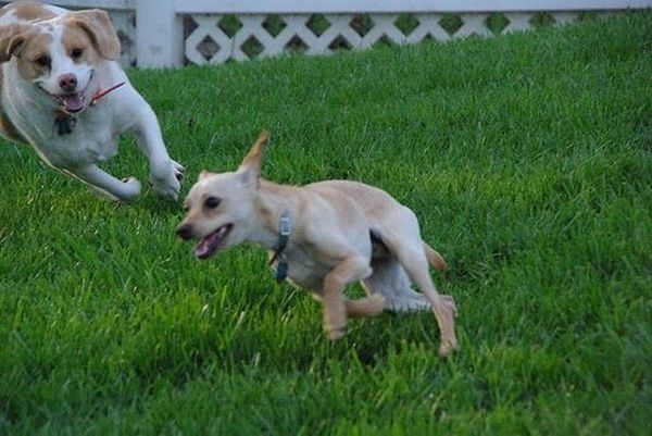 Running Dogs (36 pics)