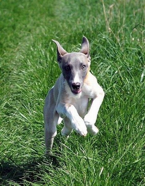 Running Dogs (36 pics)