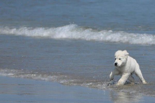 Running Dogs (36 pics)