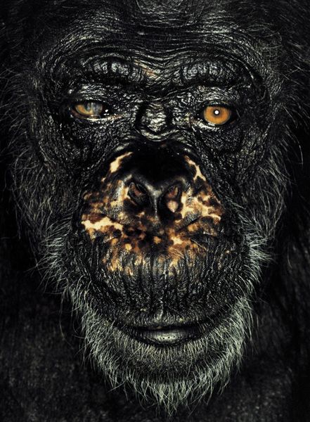 Portraits of Apes (8 pics)