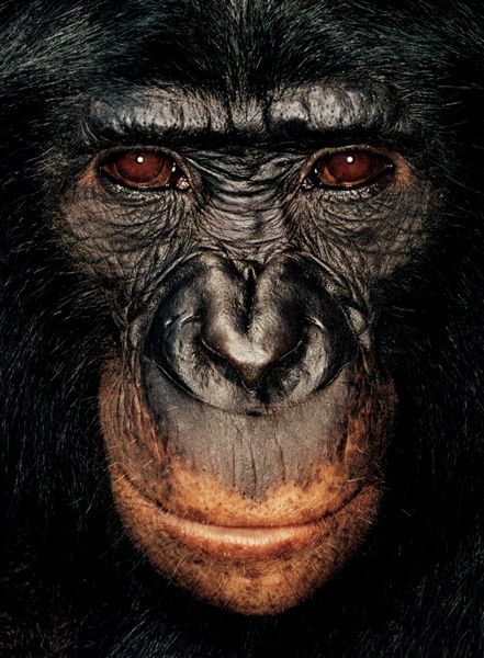 Portraits of Apes (8 pics)