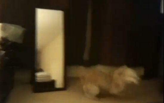 Dog Forgets to Jump