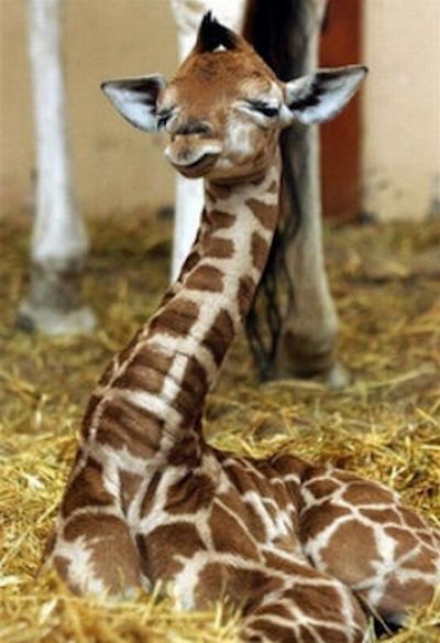 Baby Giraffes (40 pics)