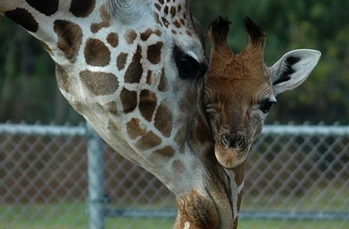 Baby Giraffes (40 pics)