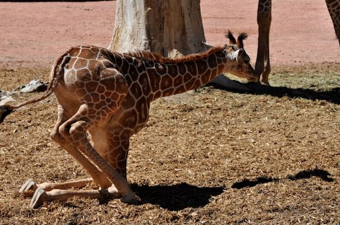 Baby Giraffes (40 pics)