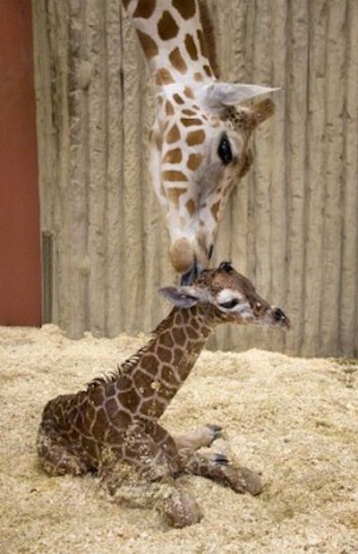 Baby Giraffes (40 pics)