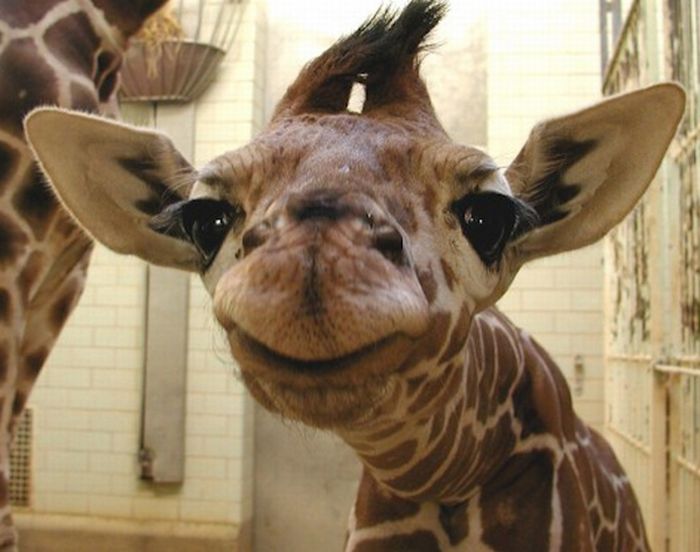 Baby Giraffes (40 pics)