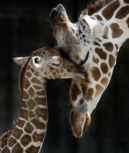 Baby Giraffes (40 pics)