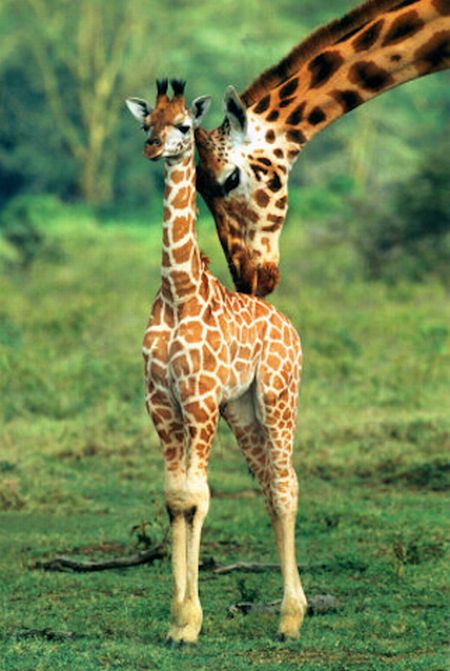 Baby Giraffes (40 pics)