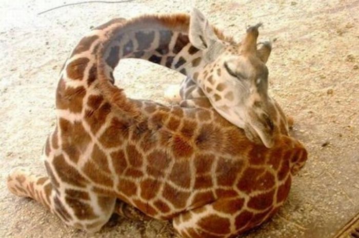 Baby Giraffe