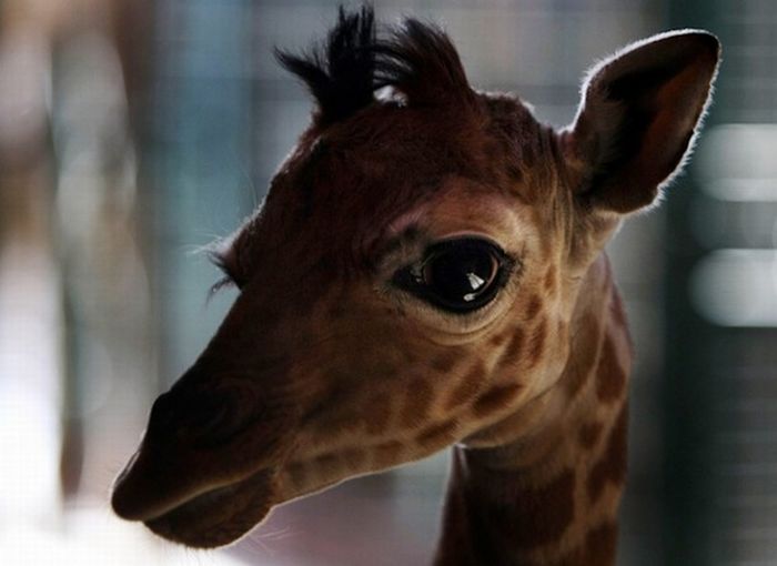 Baby Giraffes (40 pics)