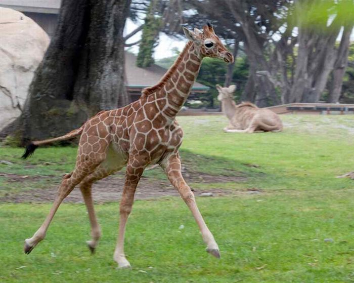 Baby Giraffes (40 pics)