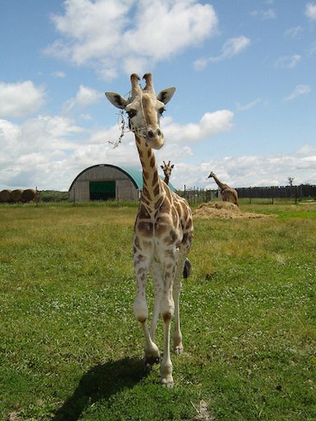 Baby Giraffes (40 pics)