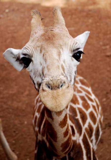 Baby Giraffes (40 pics)