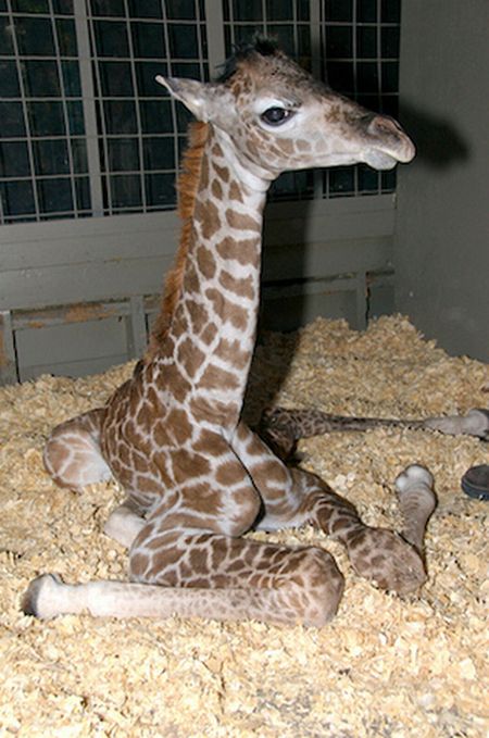 Baby Giraffes (40 pics)