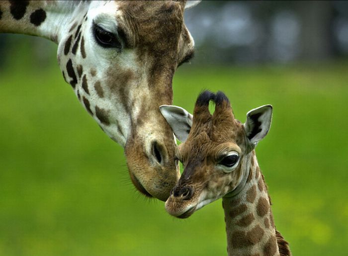 Baby Giraffes (40 pics)