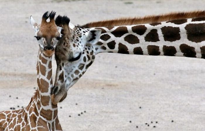 Baby Giraffes (40 pics)