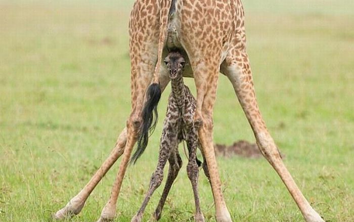 Baby Giraffes (40 pics)