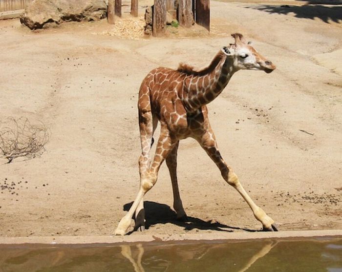 Baby Giraffes (40 pics)