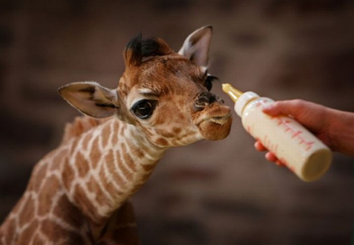 Baby Giraffes (40 pics)