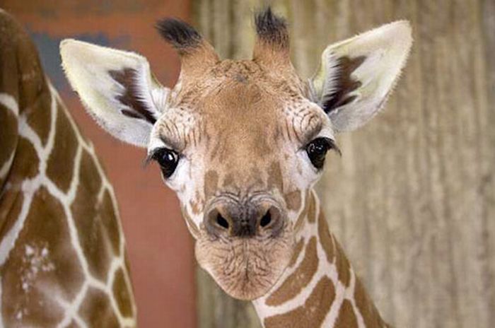 baby-giraffes-40-pics