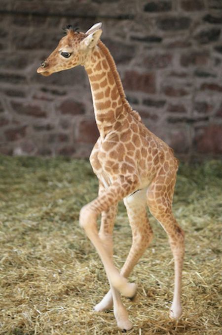 Baby Giraffes (40 pics)