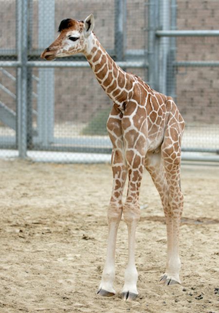 Baby Giraffes (40 pics)