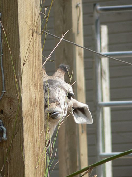 Baby Giraffes (40 pics)