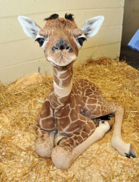 Baby Giraffes (40 pics)