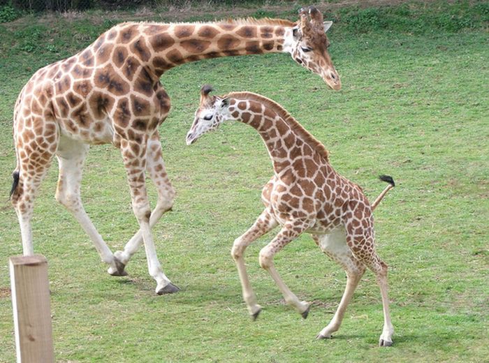 Baby Giraffes (40 pics)