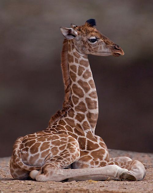 Baby Giraffes (40 pics)