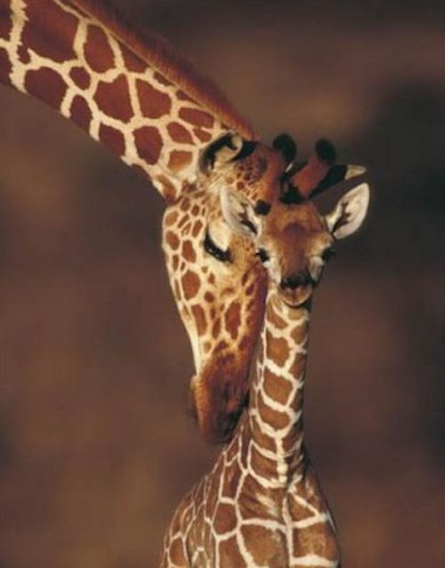 Baby Giraffes (40 pics)