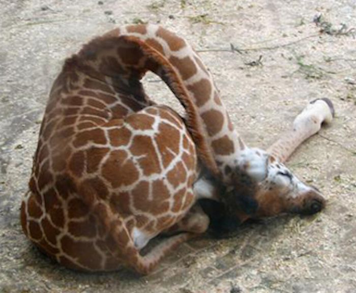 Baby Giraffes (40 pics)