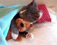 Cat GIFs (11 gifs)