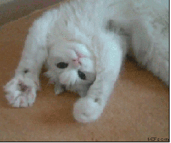 Cat GIFs (11 gifs)