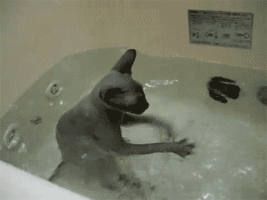 Cat GIFs (11 gifs)
