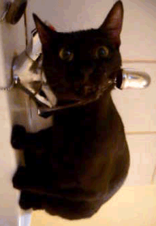 Cat GIFs (11 gifs)
