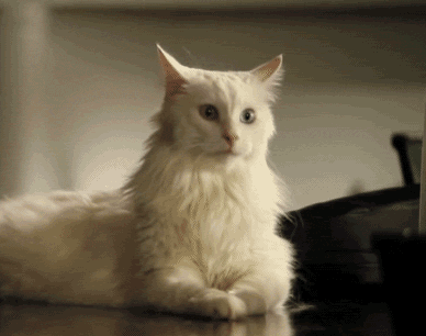 Cat GIFs (11 gifs)
